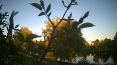 Rosarium Webcam