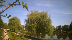Rosarium Webcam