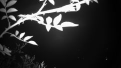 Rosarium Webcam