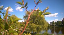 Rosarium Webcam