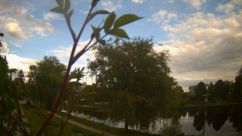 Rosarium Webcam