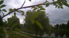 Rosarium Webcam