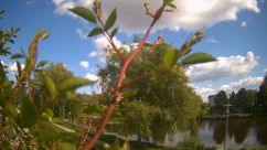 Rosarium Webcam