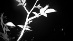 Rosarium Webcam