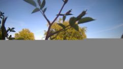 Rosarium Webcam
