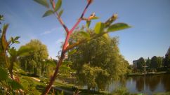 Rosarium Webcam