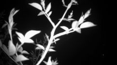 Rosarium Webcam