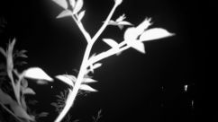 Rosarium Webcam