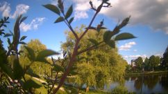 Rosarium Webcam