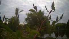 Rosarium Webcam