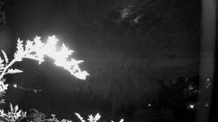 Rosarium Webcam