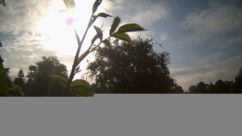 Rosarium Webcam