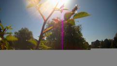 Rosarium Webcam