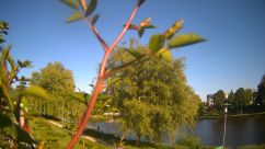 Rosarium Webcam