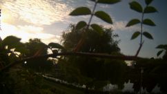 Rosarium Webcam