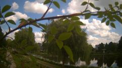 Rosarium Webcam