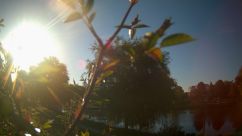 Rosarium Webcam