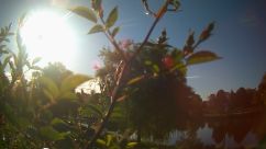 Rosarium Webcam