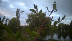 Rosarium Webcam