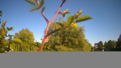 Rosarium Webcam