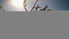 Rosarium Webcam
