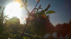 Rosarium Webcam