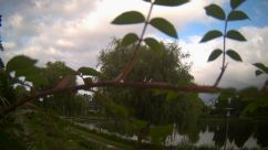 Rosarium Webcam