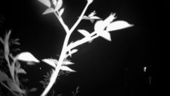 Rosarium Webcam