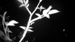 Rosarium Webcam