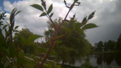 Rosarium Webcam