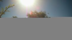Rosarium Webcam