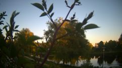 Rosarium Webcam