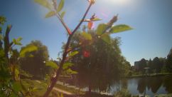 Rosarium Webcam