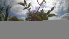 Rosarium Webcam