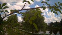 Rosarium Webcam
