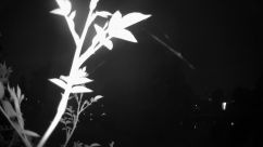 Rosarium Webcam