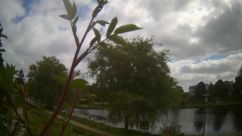 Rosarium Webcam