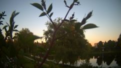 Rosarium Webcam