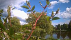 Rosarium Webcam