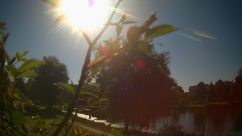 Rosarium Webcam