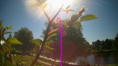 Rosarium Webcam