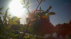 Rosarium Webcam