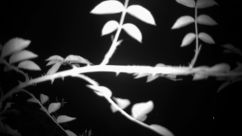 Rosarium Webcam