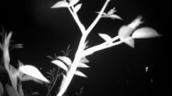 Rosarium Webcam