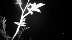 Rosarium Webcam