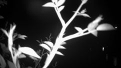 Rosarium Webcam