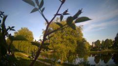 Rosarium Webcam