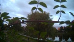Rosarium Webcam