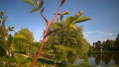 Rosarium Webcam