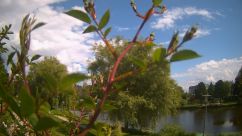 Rosarium Webcam